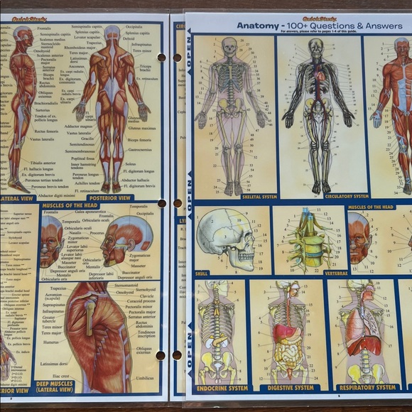 Quick Study Anatomy Reference Guide - Picture 3 of 3